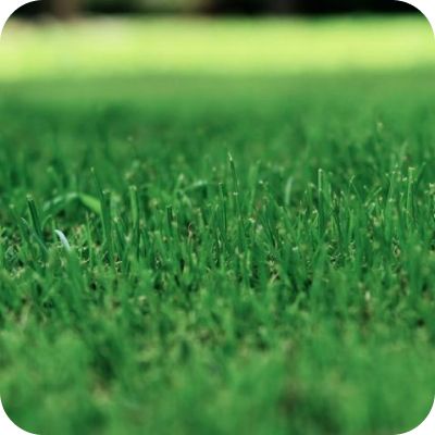Lawn Care
